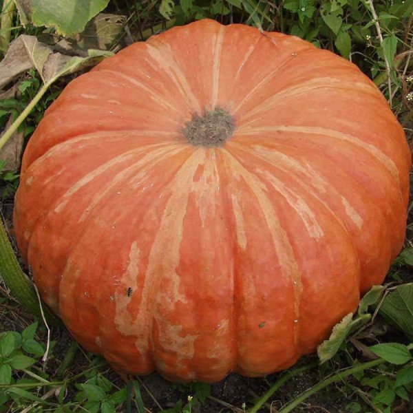 Семена тыквы Руж Виф Де Тамп /500 г/ *GSN Semences*