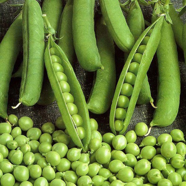 Насіння гороху Амброзія /5 кг/ *Satimex*