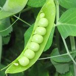 Горох Дінга /5 кг/ *Satimex*