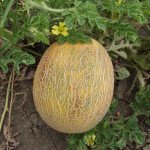 Диня Ананас /500 г/ *GSN Semences*