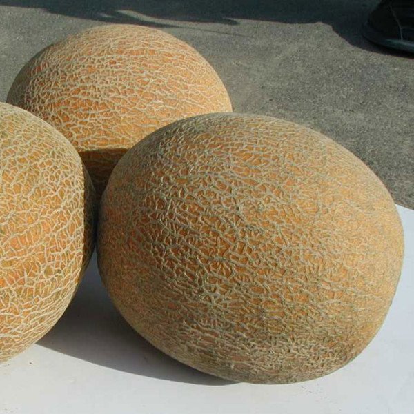 Насіння дині Ананас /100 г/ *Rem seeds*