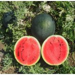 Кавун Шуга Бейбі /0,5 кг/ *Rem seeds*