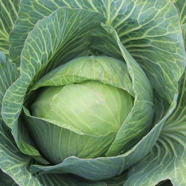 Насіння капусти білоголової Дітмаршер Фрюер /0,5 кг/ *Satimex*