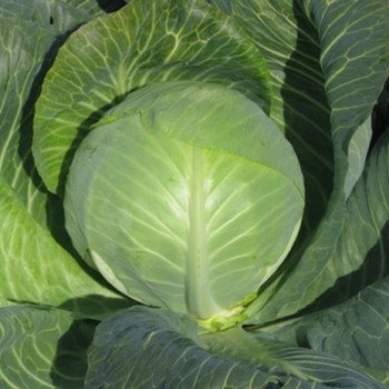 Капуста белокочанная Роксана F1 /1.000 шт/ *Satimex*