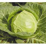 Капуста білоголова Червневий велетень /500 г/ *Satimex*