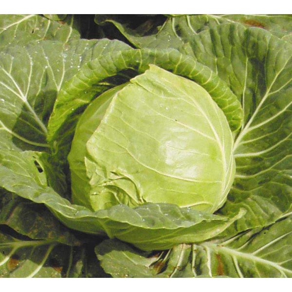 Насіння капусти білоголової Червневий велетень /500 г/ *Satimex*