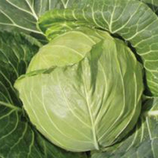 Насіння капусти білоголової Увертюра F1 /1.000 шт/ *Satimex*