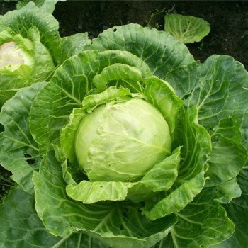 Капуста белокочанная Золотий Гектар /0,5 кг/ *Satimex*