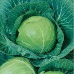 Капуста белокочанная Эльвира F1 /1.000 шт/ *Satimex*