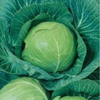 Капуста белокочанная Эльвира F1 /1.000 шт/ *Satimex*