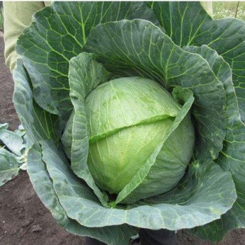Капуста белокочанная Гранада F1 /1.000 шт/ *Satimex*