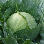 Капуста білоголова Славанова /0,5 кг/ *Satimex*