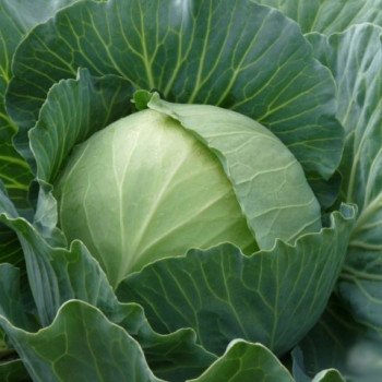 Капуста белокочанная Славанова /0,5 кг/ *Satimex*