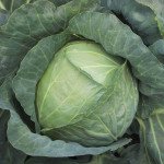 Капуста белокочанная Копенгаген маркет /500 г/ *Satimex*