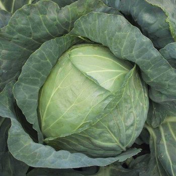 Капуста белокочанная Копенгаген маркет /500 г/ *Satimex*