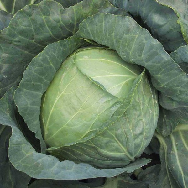 Насіння капусти білоголової Копенгаген маркет /500 г/ *Satimex*