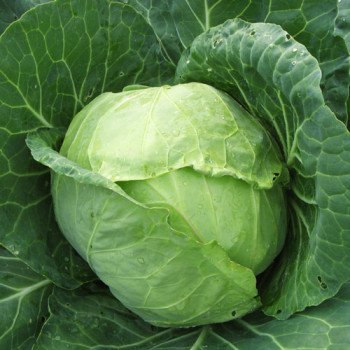 Капуста белокочанная Амагер /500 г/ *Satimex*