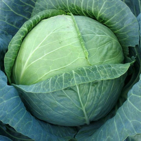 Насіння капусти білоголової Бірюза /500 г/ *Satimex*