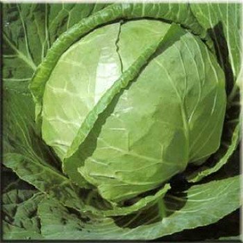 Капуста белокочанная Каменная голова /500 г/ *Satimex*