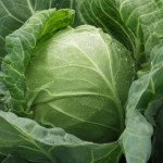 Капуста белокочанная Респект F1 /1.000 шт/ *Satimex*