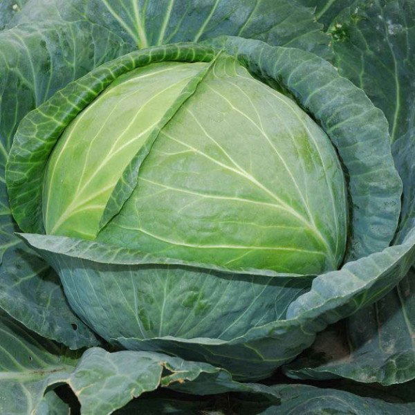 Насіння капусти білоголової Тюркіз /500 г/ *Satimex*