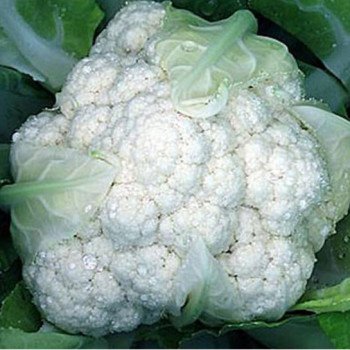 Капуста цвітна Снігова куля /100 г/ *Rem seeds*