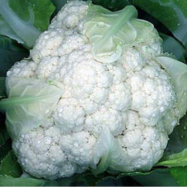 Семена капусты цветной Снежный шар /100 г/ *Rem seeds*