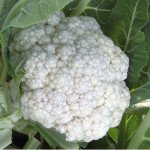 Капуста цветная Униботра /0,25 кг/ *Satimex*