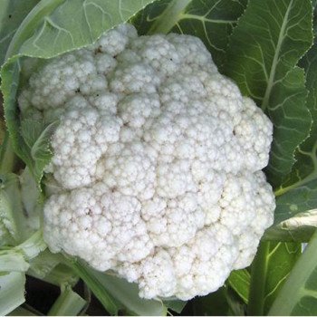 Капуста цветная Униботра /0,25 кг/ *Satimex*