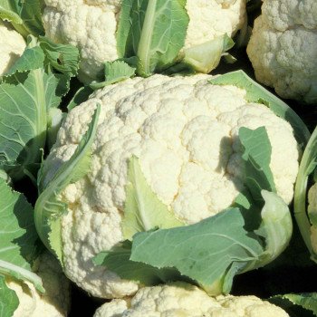 Капуста цветная Эскимо F1 /1.000 шт/ *Satimex*