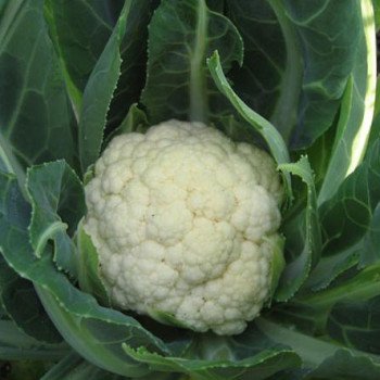 Капуста цветная Пролисок F1 /1.000 шт/ *Satimex*
