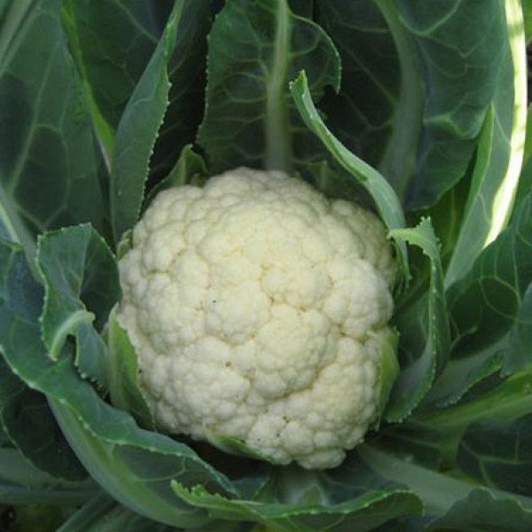 Насіння капусти цвітної Пролісок F1 /1.000 шт/ *Satimex*