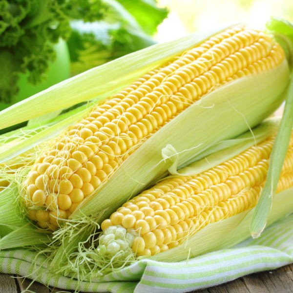 Насіння кукурудзи цукрової SX-659 /1 кг/ *Satimex*