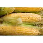Кукурудза цукрова Андреа F1 SX-654 /1 кг/ *Satimex*
