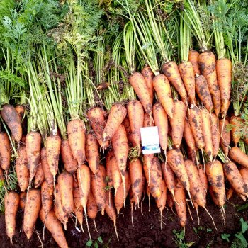 Морква Роял Шансон /500 г/ *Semences*