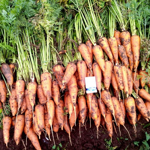 Насіння моркви Роял Шансон /500 г/ *Semences*