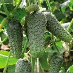 Огірок Анніка F1 /250 шт/ *Satimex*