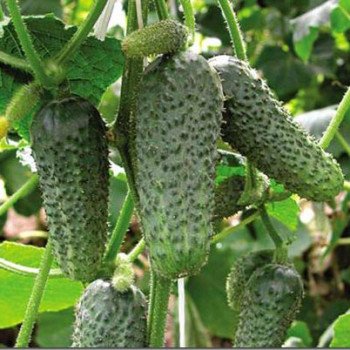 Огірок Анніка F1 /250 шт/ *Satimex*