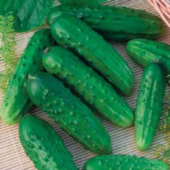 Огірок Анніка F1 /1.000 шт/ *Satimex*
