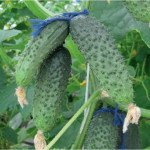 Огірок Бодіна F1 /250 шт/ *Satimex*