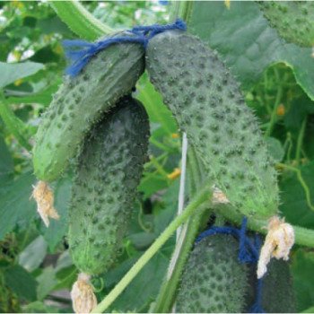 Огірок Бодіна F1 /250 шт/ *Satimex*