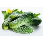 Огурец Бодина F1 /1.000 шт/ *Satimex*