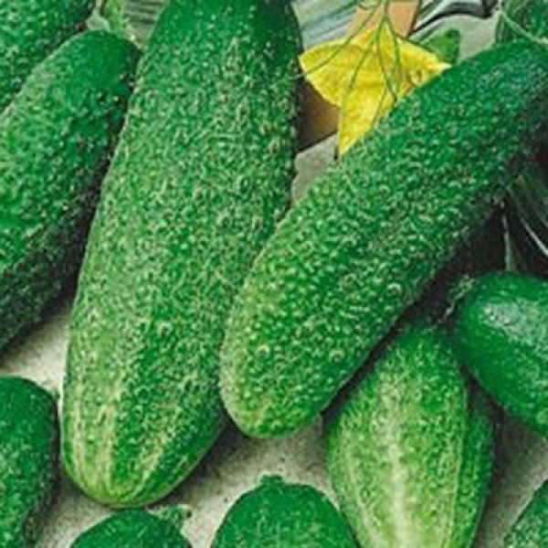 Семена огурца Гинга F1 /250 шт/ *Satimex*