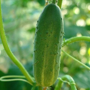 Огірок Забава F1 /1.000 шт/ *Satimex*