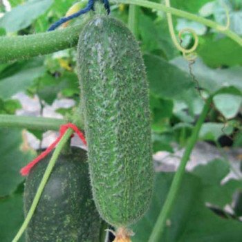 Огірок Козима F1 /250 шт/ *Satimex*