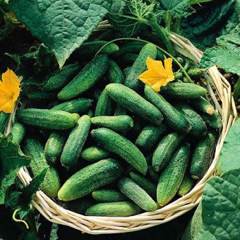 Огірок Морінга F1 /250 шт/ *Satimex*