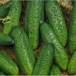 Огурец Елиза F1 /1.000 шт/ *Satimex*