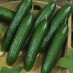 Огірок SX-116 F1 /250 шт/ *Satimex*