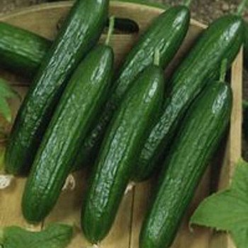 Огурец SX-116 F1 /250 шт/ *Satimex*