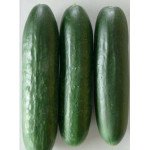 Огурец Султан SX-284 F1 /250 шт/ *Satimex*